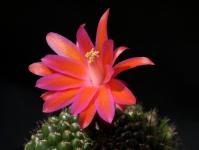 Thumbnail of 0977_Matucana grandiflora_20150517_01(1).JPG